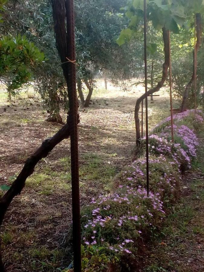 アルゲーロResidenza Agrituristica Santa Lucia Con Piscinaアパートメント エクステリア 写真